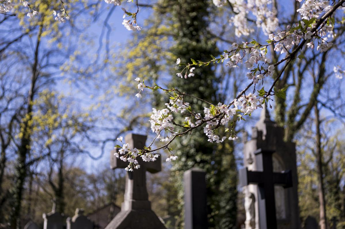 Ostern auf dem Friedhof | Foto: Dieter Karkowski / fundus-medien.de