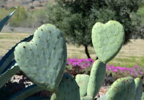 cactus-4766782 1920 | Foto: Image by <a href="https://pixabay.com/users/tootsweetcarole-12834200/?utm_source=link-attribution&utm_medium=referral&utm_campaign=image&utm_content=4766782">Carole</a> from <a href="https://pixabay.com//?utm_source=link-attribution&utm_medium=referral&utm_campaign=image&utm_content=4766782">Pixabay</a>