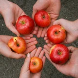 Hände und Äpfel Hände halten rote Äpfel Luca Peter / fundus-medien.de